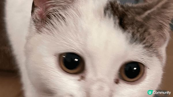 我的猫有一個古怪習慣時，他對盒子有很深的迷戀，無論是紙箱、塑...