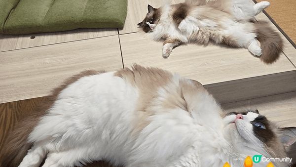 最可愛的毛孩兒，貓比花嬌，一隻愛睡覺，一隻愛撒嬌，都是媽媽的...