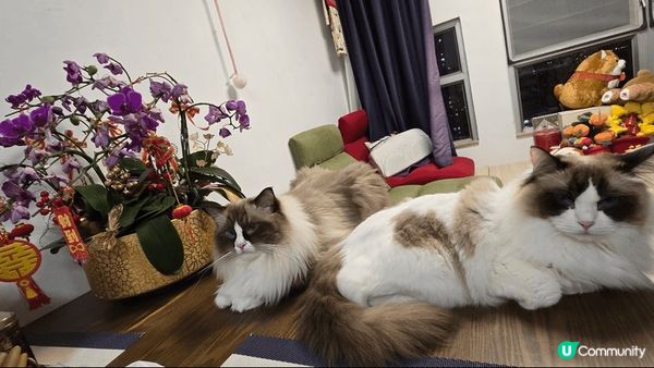 最可愛的毛孩兒，貓比花嬌，一隻愛睡覺，一隻愛撒嬌，都是媽媽的...