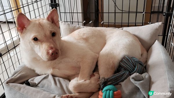 想中的毛孩是一歲半的莎莎小公主，平日最愛撒嬌和吃東西，又愛去...