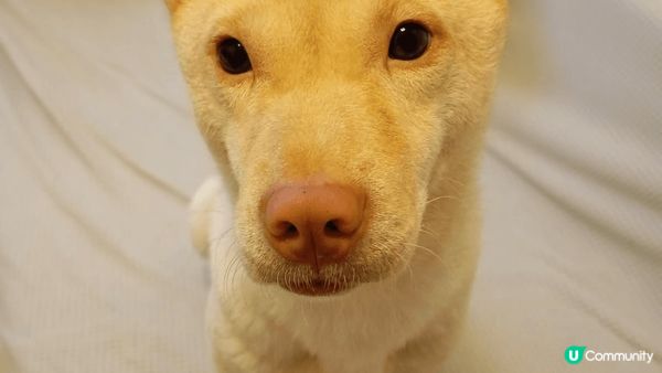 想中的毛孩是一歲半的莎莎小公主，平日最愛撒嬌和吃東西，又愛去...