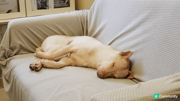 想中的毛孩是一歲半的莎莎小公主，平日最愛撒嬌和吃東西，又愛去...