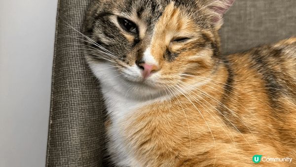 1. 晨早流流訓醒，西瓜深情望住我微笑🙂