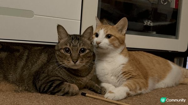 1. 晨早流流訓醒，西瓜深情望住我微笑🙂