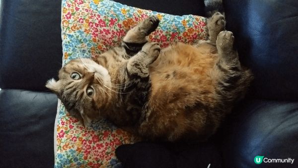 本來肥嘟嘟！好可爱！但夏天真係太熱啦！鏟完毛即刻瘦晒！