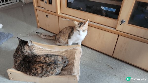 貓咪就是貪新鮮和愛身地盤。當其中一隻貓找到新窩，另一隻就愛襯...