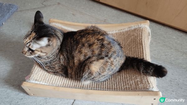 貓咪就是貪新鮮和愛身地盤。當其中一隻貓找到新窩，另一隻就愛襯...