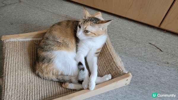 貓咪就是貪新鮮和愛身地盤。當其中一隻貓找到新窩，另一隻就愛襯...