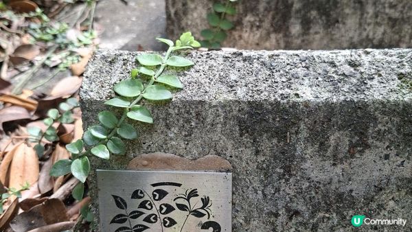 【西貢滘西洲行山篇】斜炮石、大嶺、二嶺、清音石塔/天窗石