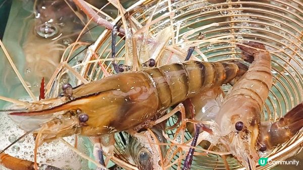 香港火鍋圖鑑｜3間人氣爆燈必吃火鍋店！