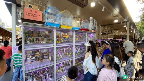 深圳 荷蘭花卉小鎮