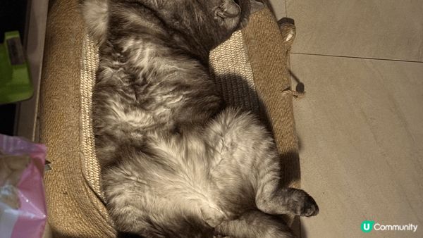 點解成日都咁眼訓