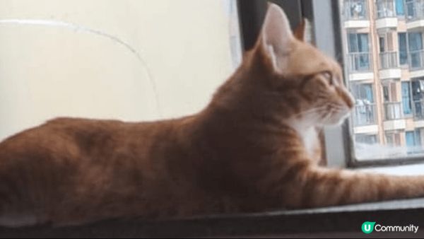 主子每日都在窗台看風景及觀鳥及曬太陽,倦了就瞌一瞌,生活好寫...