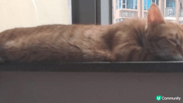 主子每日都在窗台看風景及觀鳥及曬太陽,倦了就瞌一瞌,生活好寫...