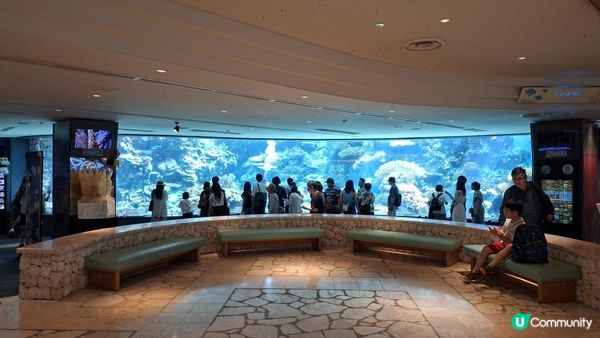 “美麗海水族館”沖繩必去景點🐠🪼🪸