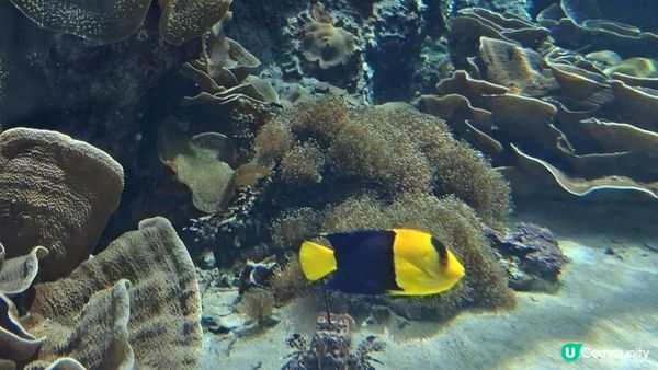 “美麗海水族館”沖繩必去景點🐠🪼🪸