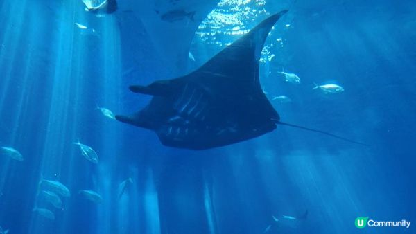 “美麗海水族館”沖繩必去景點🐠🪼🪸