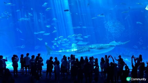 “美麗海水族館”沖繩必去景點🐠🪼🪸