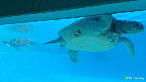 “美麗海水族館”沖繩必去景點🐠🪼🪸