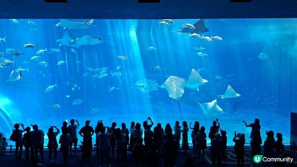 “美麗海水族館”沖繩必去景點🐠🪼🪸