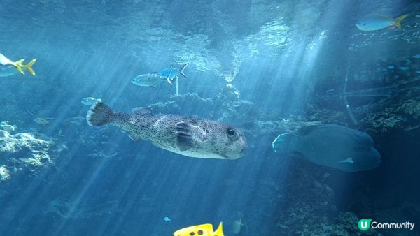 “美麗海水族館”沖繩必去景點🐠🪼🪸