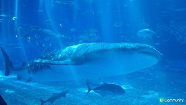 “美麗海水族館”沖繩必去景點🐠🪼🪸