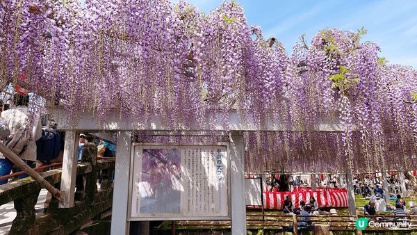 福岡中山大藤的紫藤花🥰🥰🥰🥰🥰