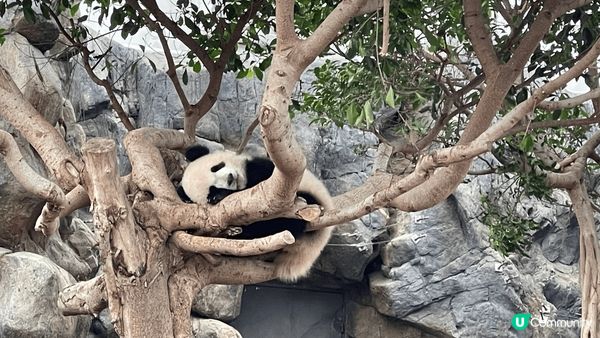 海洋公園熊貓，好久不見熊貓了，今次看了一個多小時，影了很多相...