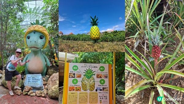 【沖繩名護市】得意好玩又有食的鳳梨園🍍😋