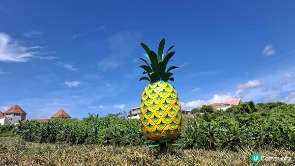 【沖繩名護市】得意好玩又有食的鳳梨園🍍😋