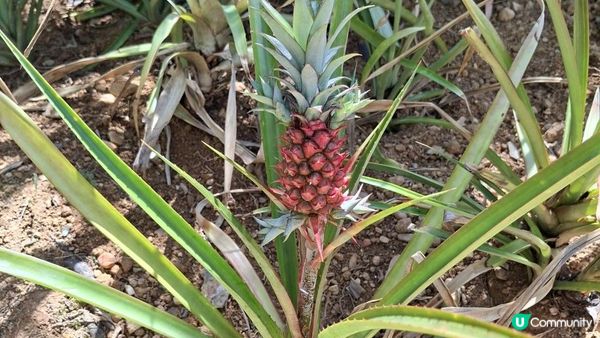 【沖繩名護市】得意好玩又有食的鳳梨園🍍😋