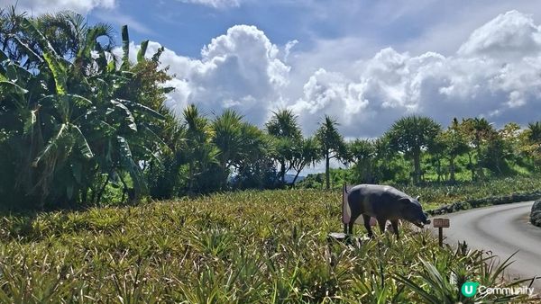 Day 3【沖繩7天自駕遊】名護鳳梨園、部賴名海中公園、萬座毛