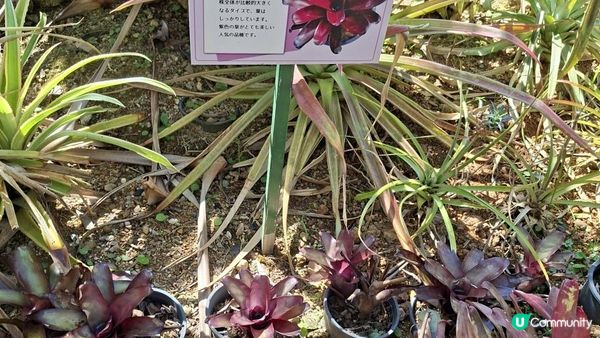 Day 3【沖繩7天自駕遊】名護鳳梨園、部賴名海中公園、萬座毛