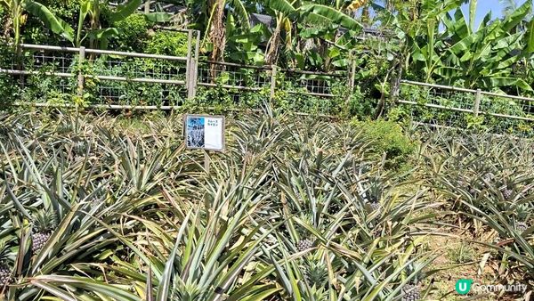 Day 3【沖繩7天自駕遊】名護鳳梨園、部賴名海中公園、萬座毛