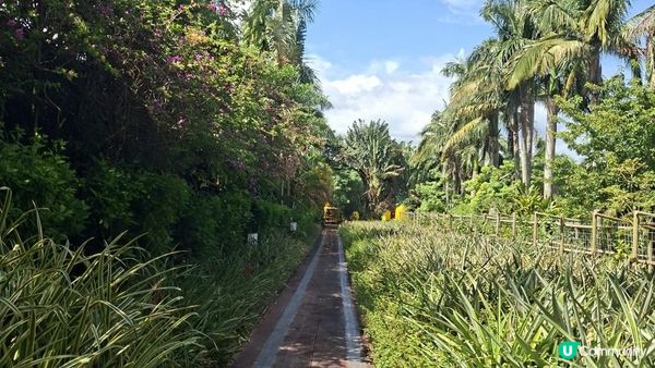 Day 3【沖繩7天自駕遊】名護鳳梨園、部賴名海中公園、萬座毛