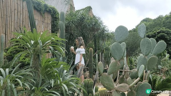 呢個係泰國曼谷既仙人掌coffee shop. 邊度有山有水...