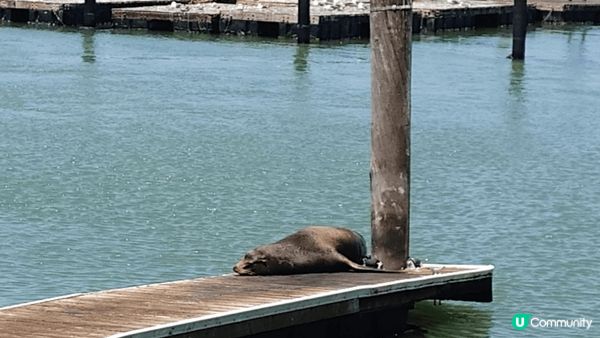去得舊金山 一定唔會錯過pier 39 