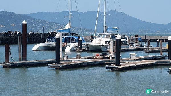 去得舊金山 一定唔會錯過pier 39 