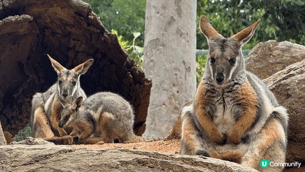2025年5月之行，去左澳洲悉尼，雖然落雨但都去左唔少地方，...
