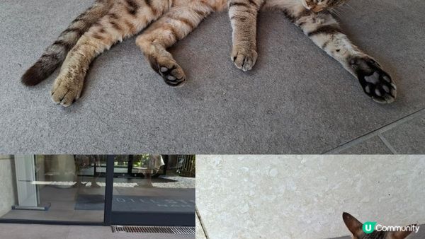 Day 6【沖繩7天自駕遊】首里城公園、金城町石疊道、國際通/牧志市場 + 🍽越前蟹宴🦀晚餐