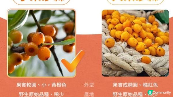 【#海賊王】媲美最強果實🍊沙棘