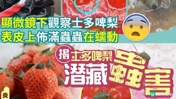 即摘即食 #士多啤梨？小心變蟲蟲放題🐛