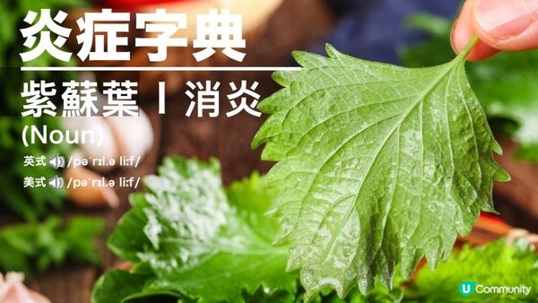 【#吹冷氣 #飲凍飲】快D種盆🌿紫蘇