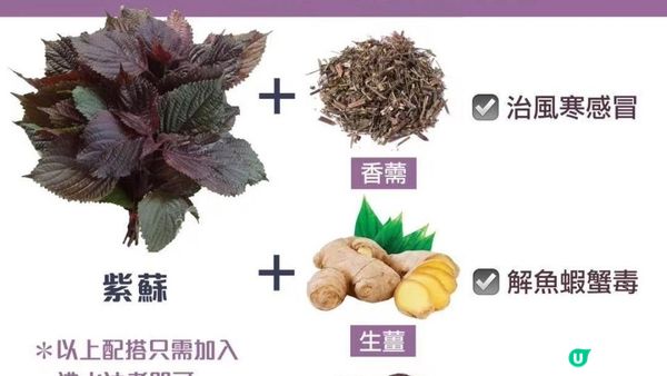 【#吹冷氣 #飲凍飲】快D種盆🌿紫蘇