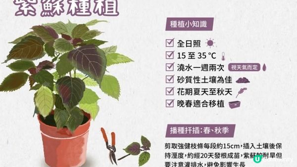 【#吹冷氣 #飲凍飲】快D種盆🌿紫蘇