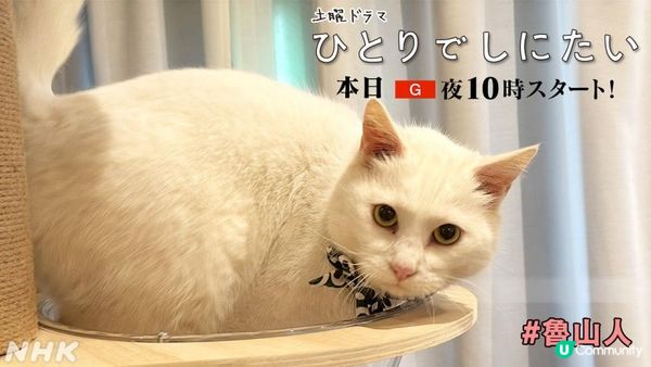 【日本のドラマ】單身是原罪？ 如何面對孤獨死？—《孤獨死又怎樣》