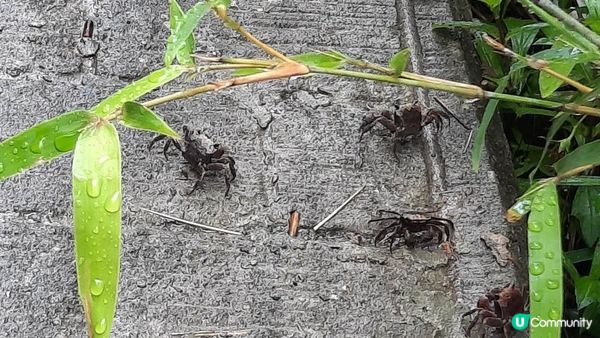 【消暑行山篇】西貢四疊潭、夾萬坑、豬肚潭、千絲瀑