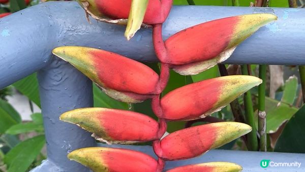 【西貢行山篇】白沙灣遊艇會、白馬咀(天然岩岸)、麻籃笏、三星灣泳灘