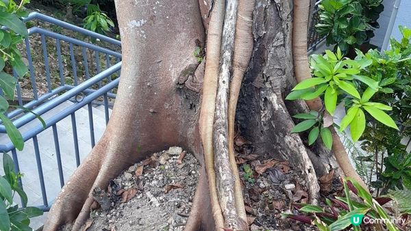 【西貢行山篇】白沙灣遊艇會、白馬咀(天然岩岸)、麻籃笏、三星灣泳灘