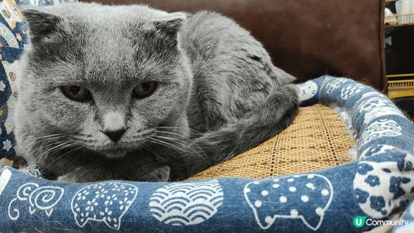 英國短毛藍貓真係好可愛，活潑唔怕人，為食貪玩，非常有好奇心。...